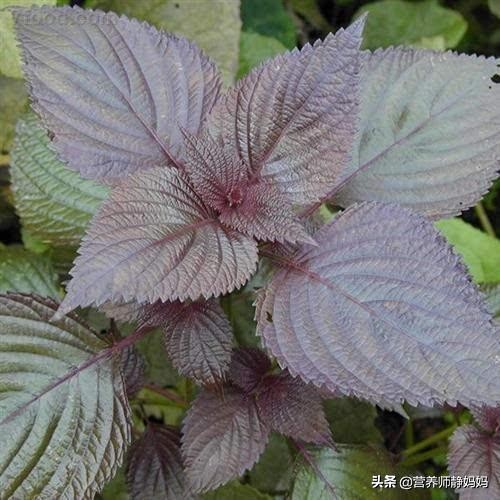 孩子感冒初期就用这几种食疗方法，宝妈们试过后都说管用，收藏