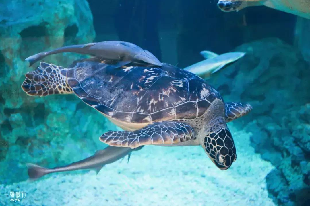 免费！半价！坐山东高铁环形列车，这些景区凭车票统统享优惠！