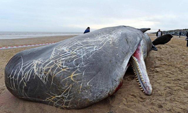 所有鲸的粪便都很值钱吗,诡异又神秘的鲸