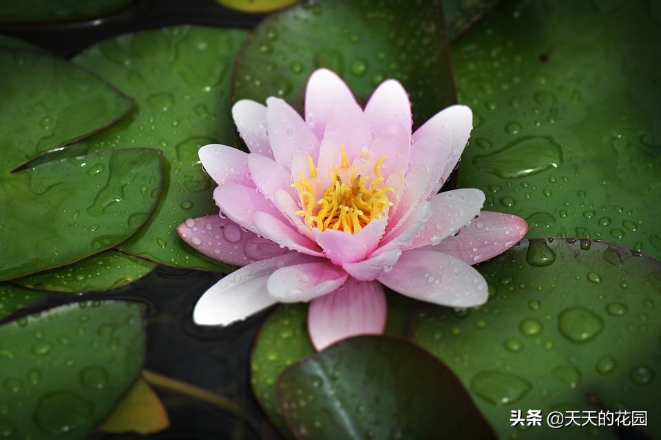 睡莲多了如何让睡莲分批开花,睡莲如何养护才能快速开花