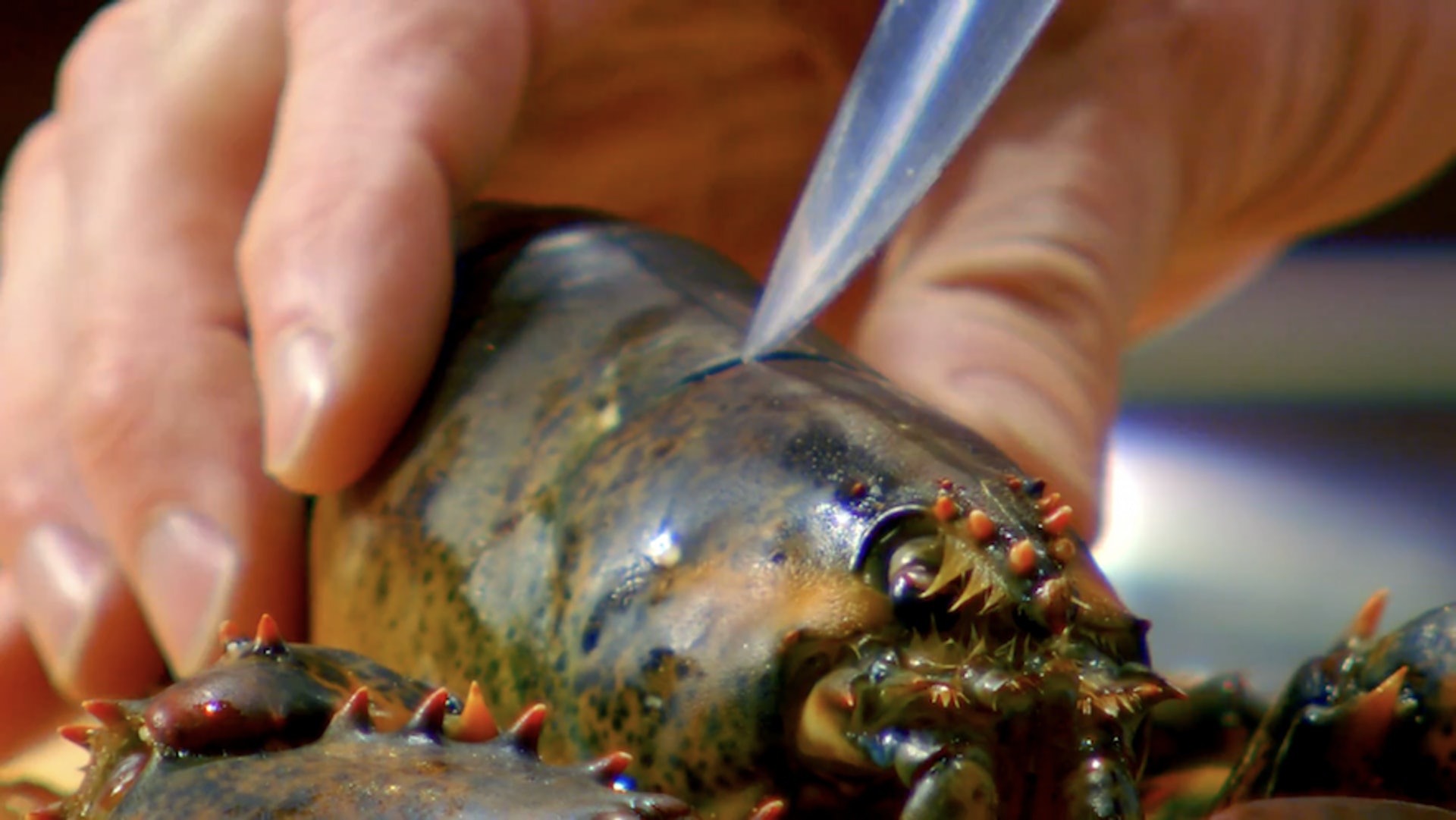 戈登拉姆齐龙虾肉,戈登拉姆齐取龙虾肉视频