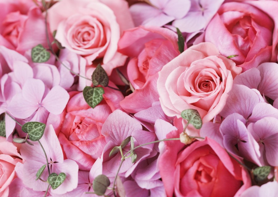 各种颜色的玫瑰花语,卡布奇诺玫瑰的花语