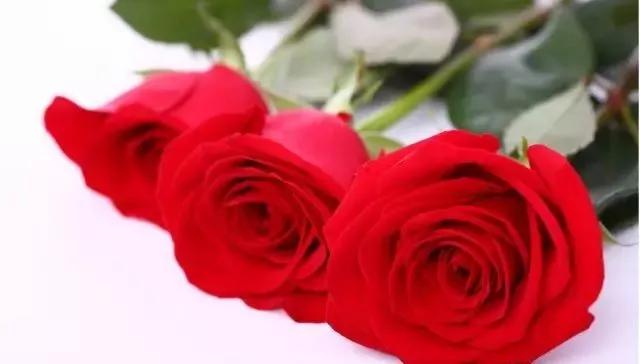 玫瑰花有哪些品种,玫瑰花有哪些品种大全