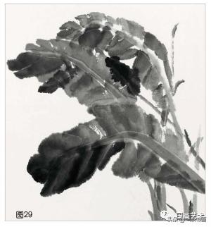 芭蕉叶画法教程,国画芭蕉画法视频