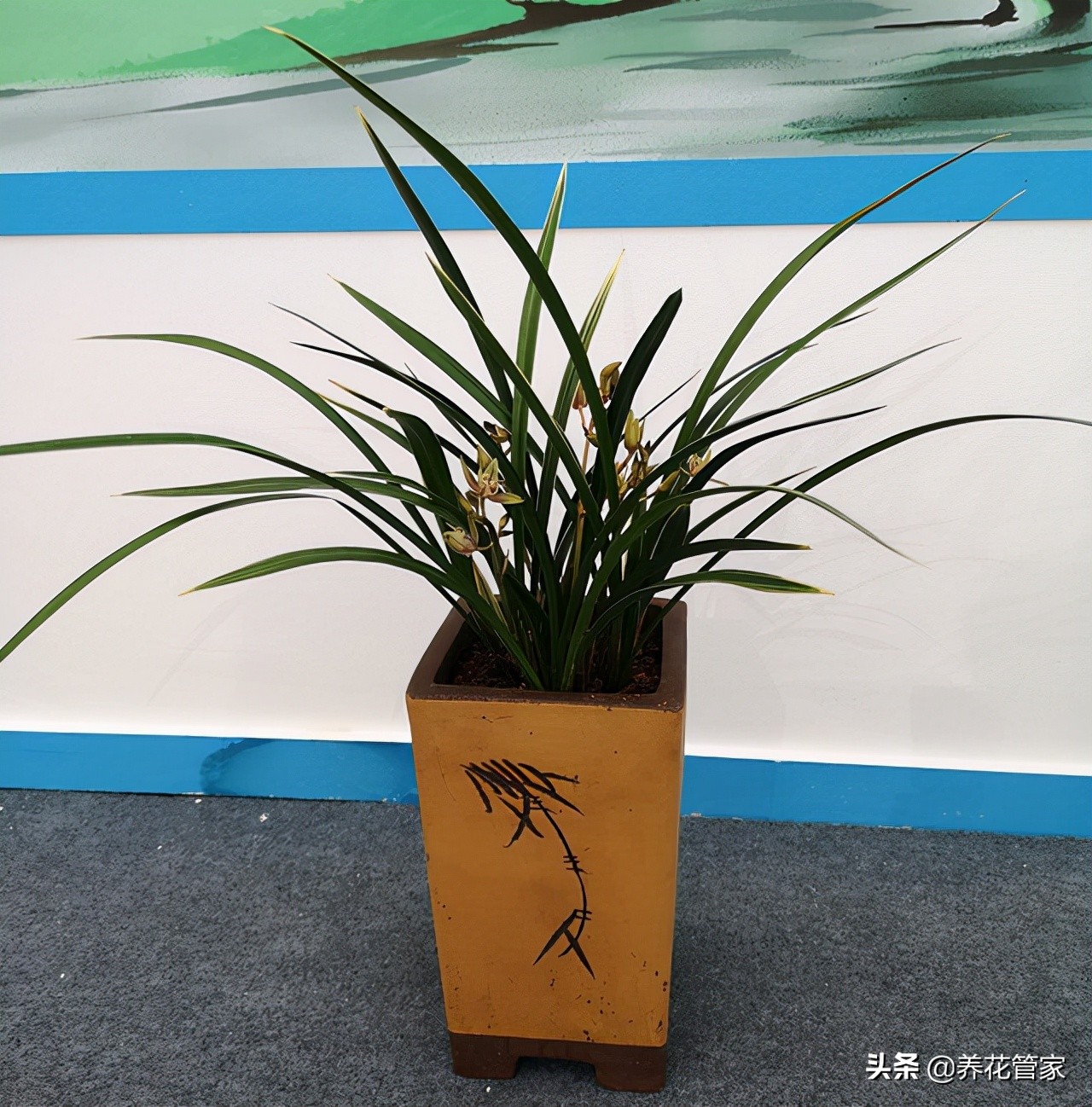 兰花文心兰粉色的开花有香味吗,兰花开花怎么没有香味