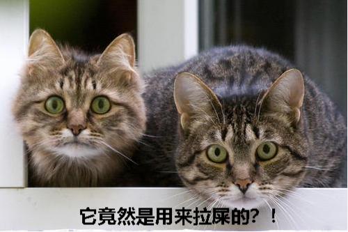 猫咪乱尿怎么除臭,猫咪往床上尿尿了买什么除臭