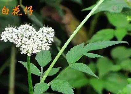 整合——28种青草药,赶快收藏备用!