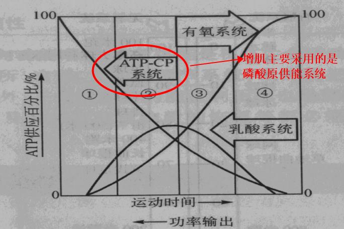 靠吃和运动可以增肌,如何吃增肌粉才能长肉