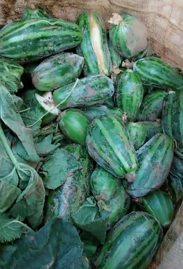 甜瓜膨大期怎么补救,甜瓜苗期裂杆什么原因