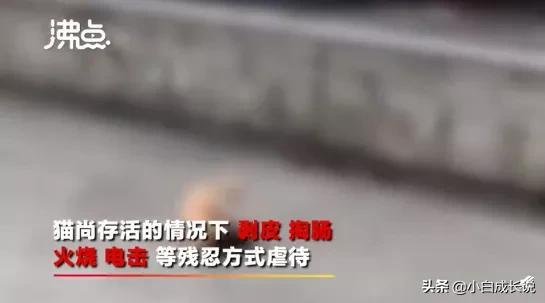 为什么虐猫会被批判,为什么现在虐猫都能上热搜