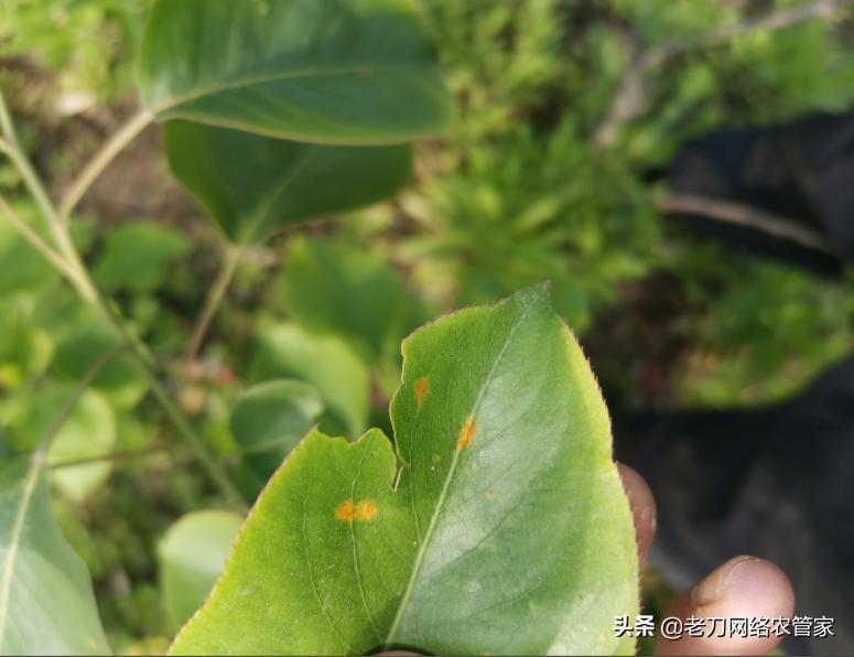 梨树叶片上有黄色的斑块，请问老师是什么病害？