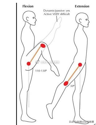 深蹲腰背挺不直什么原因,深蹲腰不直立是怎么练
