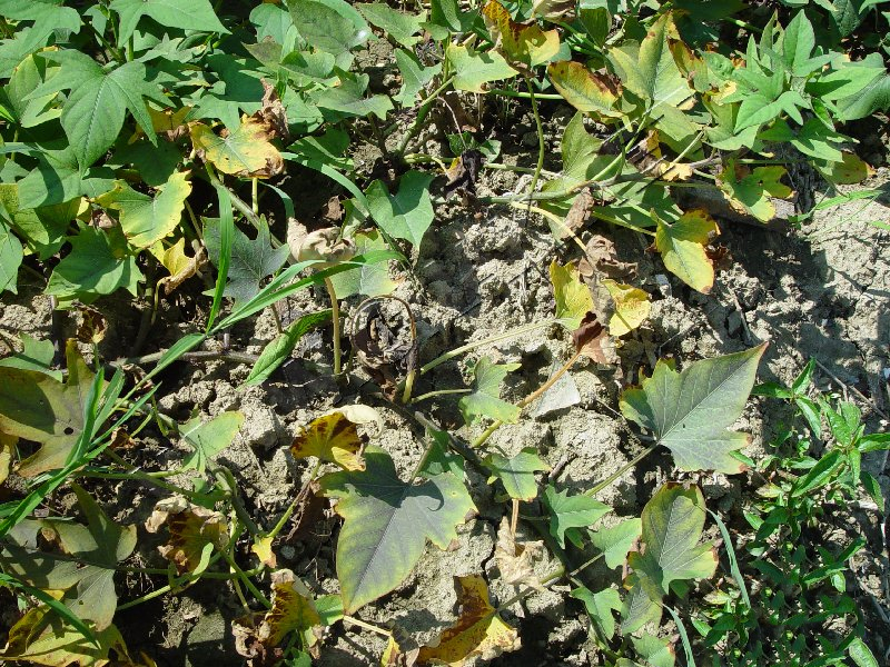 红薯病虫害大全,红薯病虫害大全图片