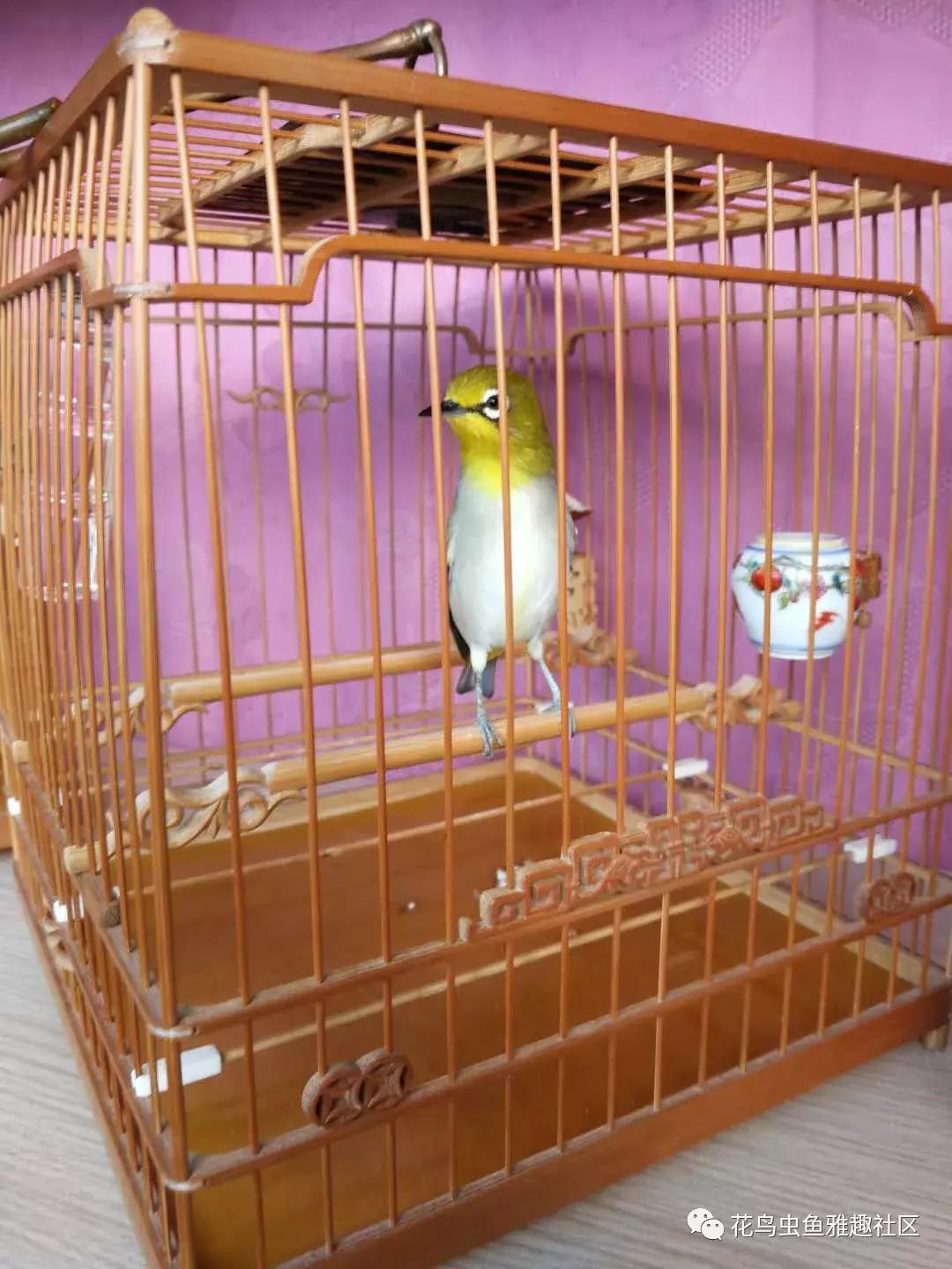 养鸟新技术绣眼,绣眼养鸟知识