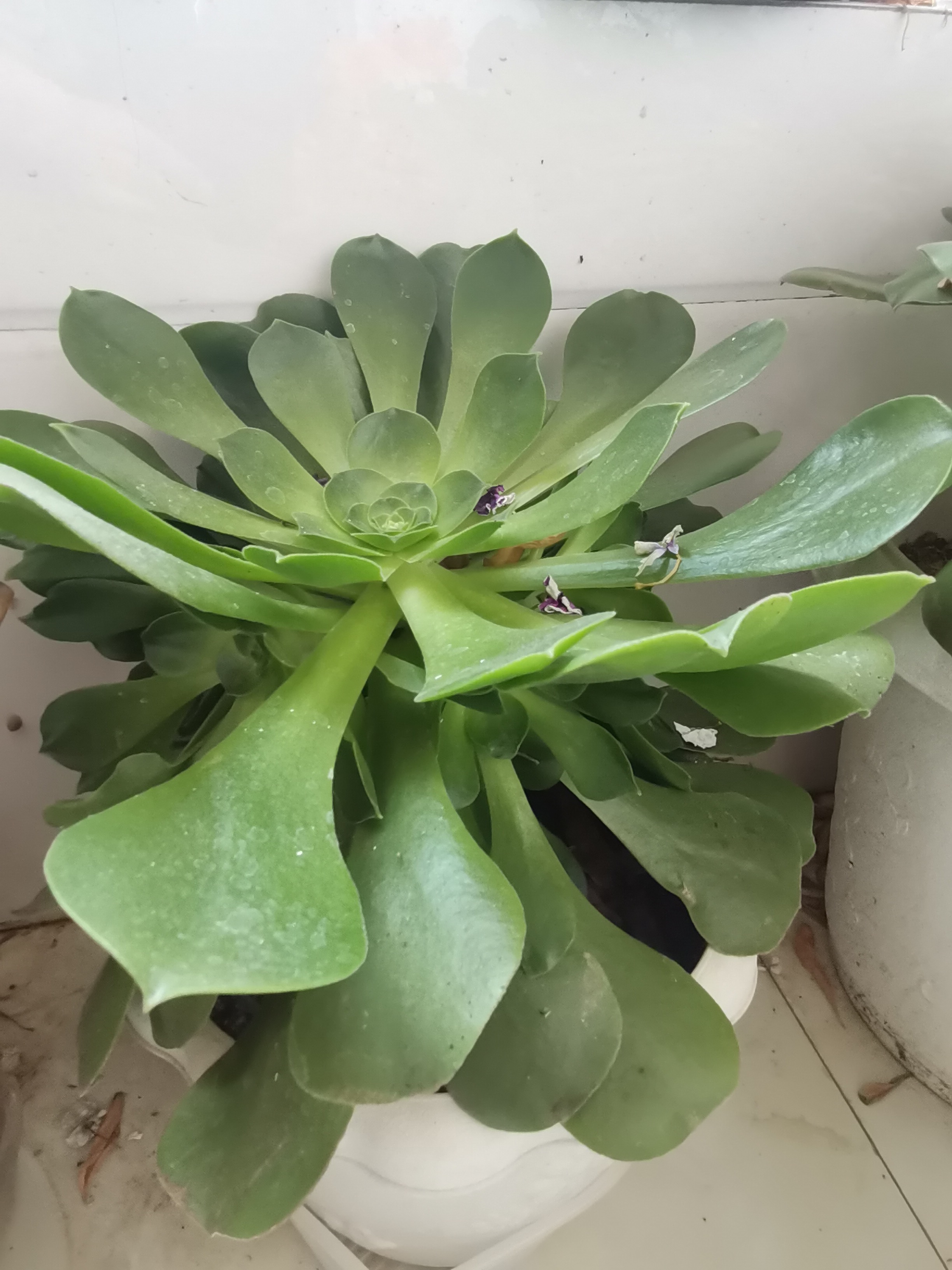 二十,再去上海,辗转三个医院