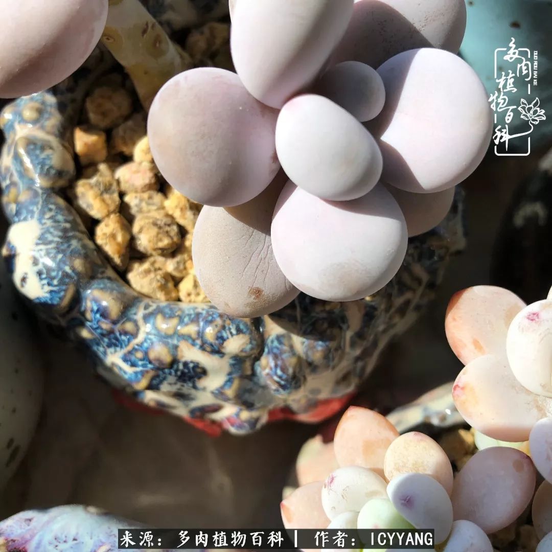 室内阳台多肉的养护方法,景天多肉养护