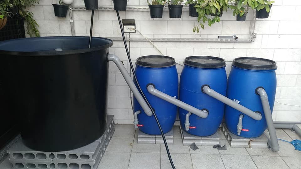 鱼菜共生加硝化细菌还是em菌,鱼菜共生的过滤系统和硝化系统