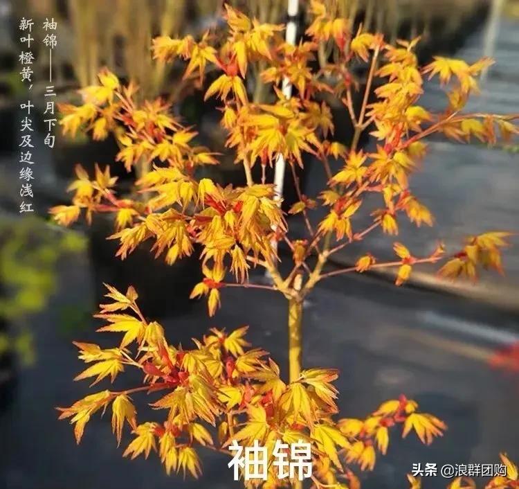 中式庭院藤类植物,枫树和紫藤