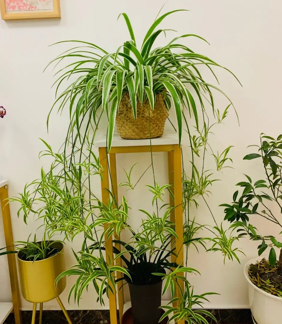 100种绿植大全,50种盆栽绿植花卉大全
