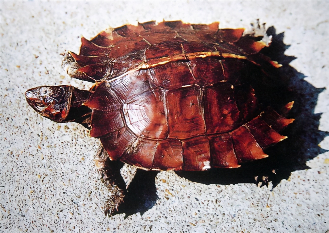 龟类纪录片,龟类图片