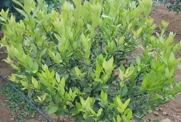 种脐橙果农,种橙子农民