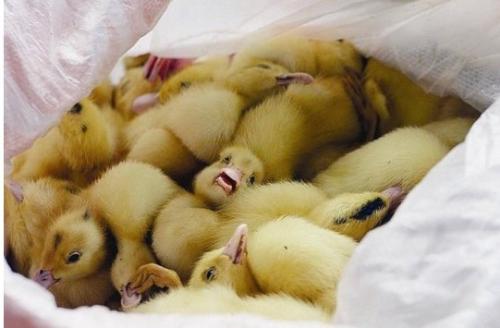 鸭流感防治方法,怎样预防鸭流感
