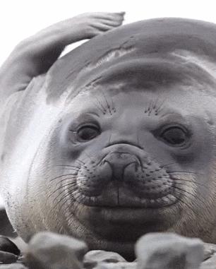 这届年轻人已经饥渴到“吸海豹”了……