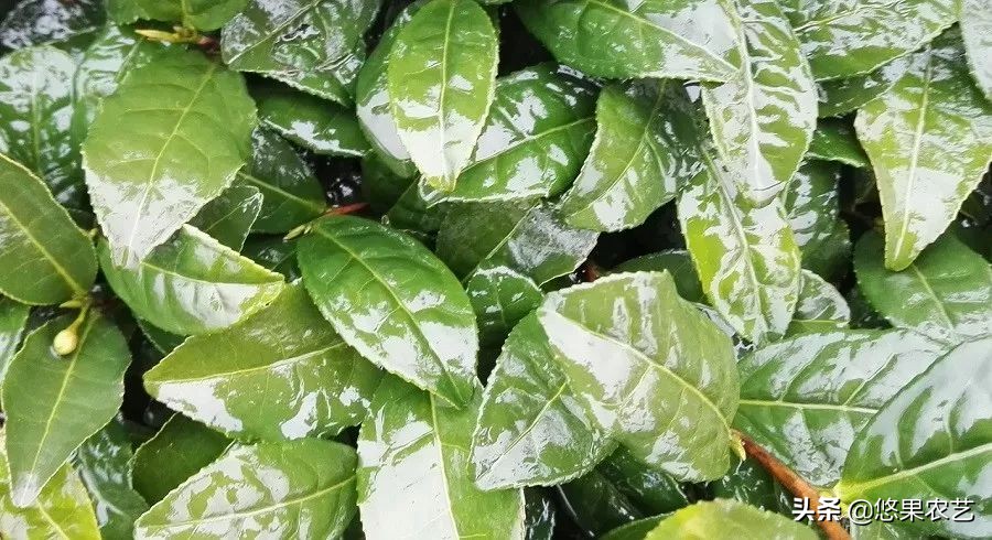 期待兰花香,再谈鸠坑群体种老茶园