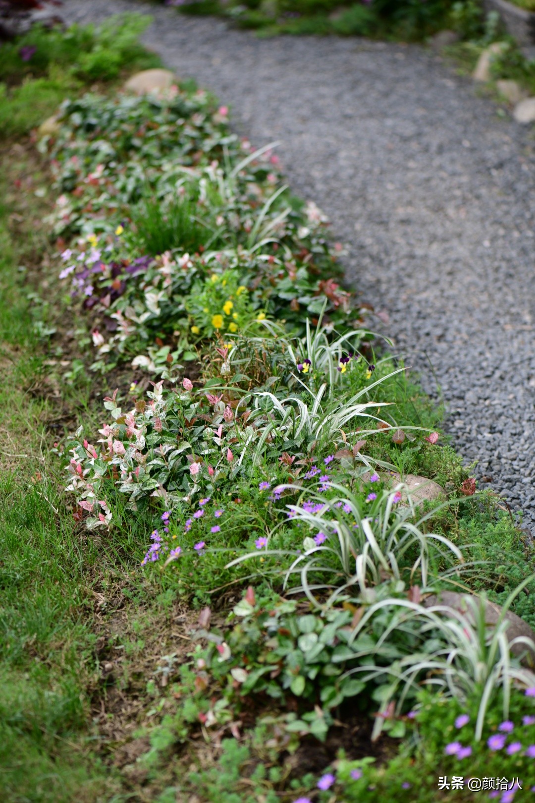花园里的银边麦冬太好看，竟然被偷了|园丁