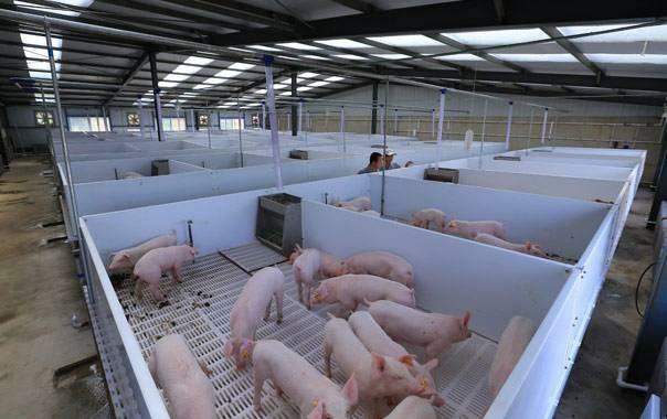 抖音猪病防治视频,猪病防治配方大全