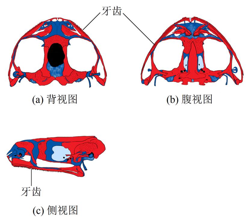 青蛙和癞蛤蟆哪一个更厉害,分不清蟾蜍和青蛙