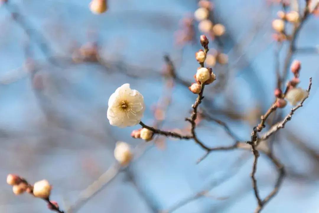 闻香寻梅最新图片,闻香寻梅最新视频