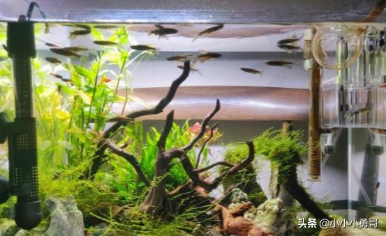 新手养鱼降温技巧图解,新手养鱼注意事项及做法