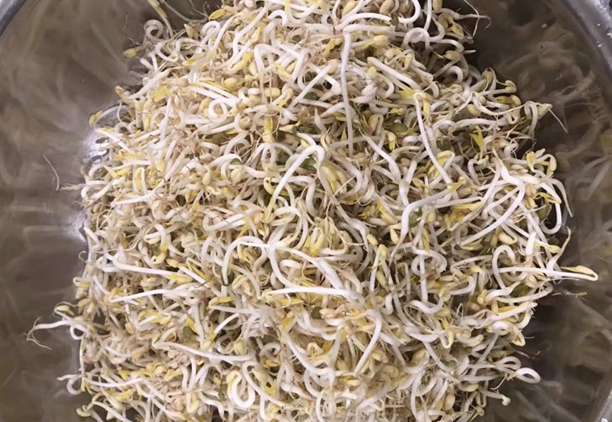 想吃豆芽自己生,想吃豆芽自己动手