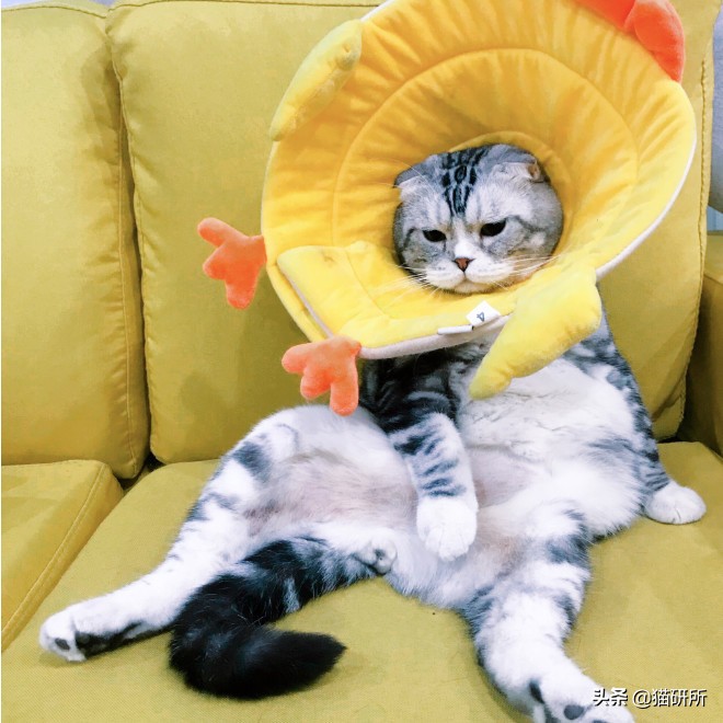 幼猫猫咪的体重多少才是正常体重,猫咪肥胖标准图