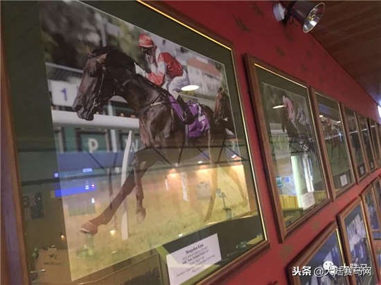 “感受到主人的感觉！”莱德马业中国马主团畅谈新西兰拍卖会