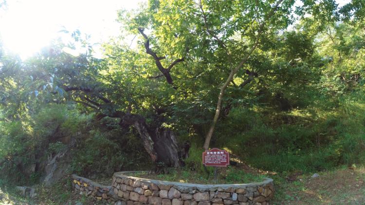 济南申请加入“大乱斗”!@理塘丁真,你的珍珠……泉在这里!