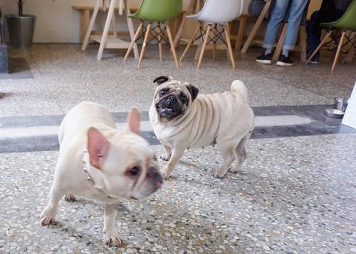 法斗犬与英斗犬的区别,英斗犬和法斗的区别