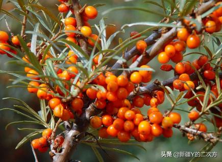 沙棘的历史与起源,新疆沙棘前景