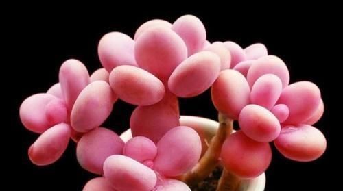 暑假回家多肉怎么办,过年回家浙江多肉如何过冬