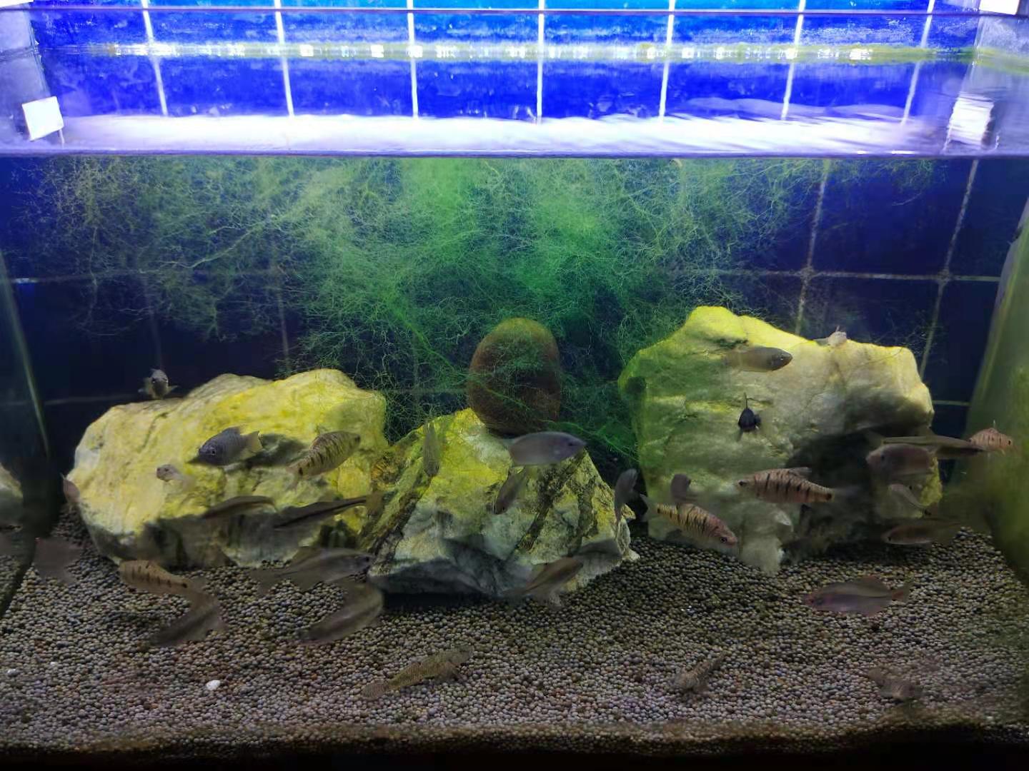 硝化细菌跟盐有冲突吗,关于鱼缸硝化细菌的问题