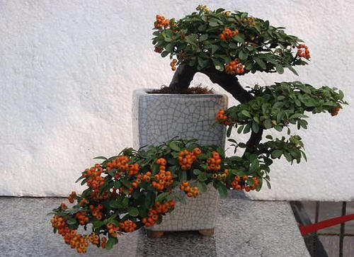 鐩嗘牻鐏椋庢按瀵撴剰,鐏鐩嗘牻涓嶅彂鏂板彾