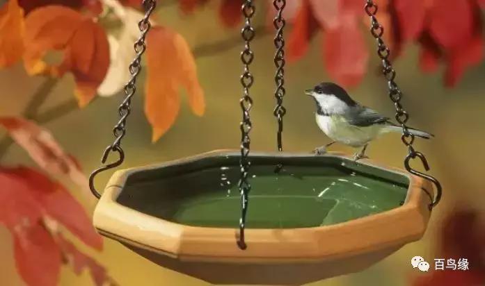 四大名鸟和红子鸟区别,传统笼鸟四大名鸟