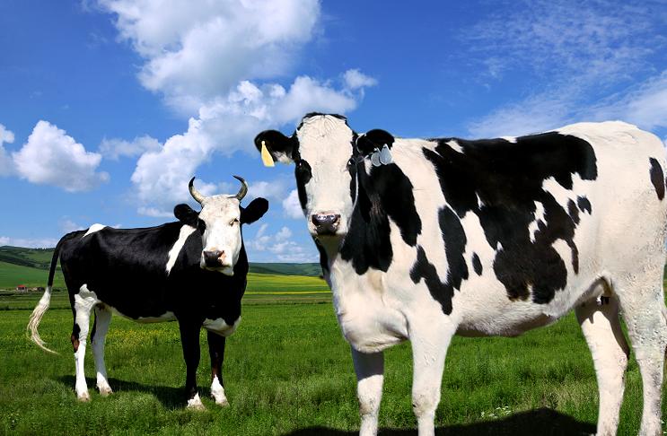 趣谈英文中的“牛词”：牛年的“牛”应该用哪个？