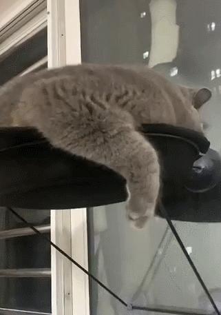 英国短蓝猫好养吗,千万别养蓝猫