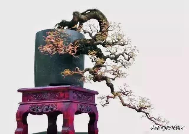 清香木黄叶掉叶可以施硫酸亚铁吗,清香木盆栽叶子枯萎了怎么解决