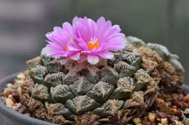 这才是世界上最贵的花卉,十大名贵花卉家养