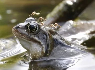 世界上杀人最多的动物是蚊子吗,世界上杀人最多的动物是什么动物