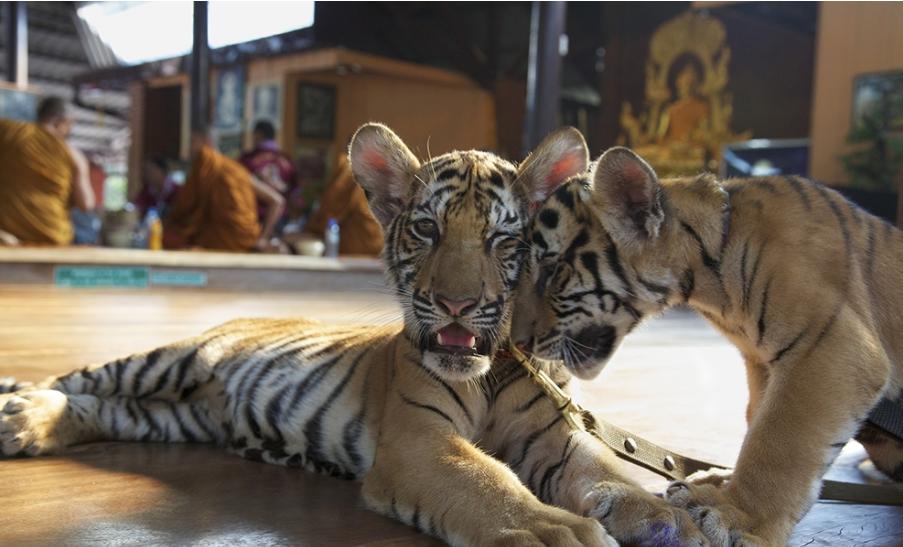 泰国的和尚真的很善良吗,泰国和尚赚钱