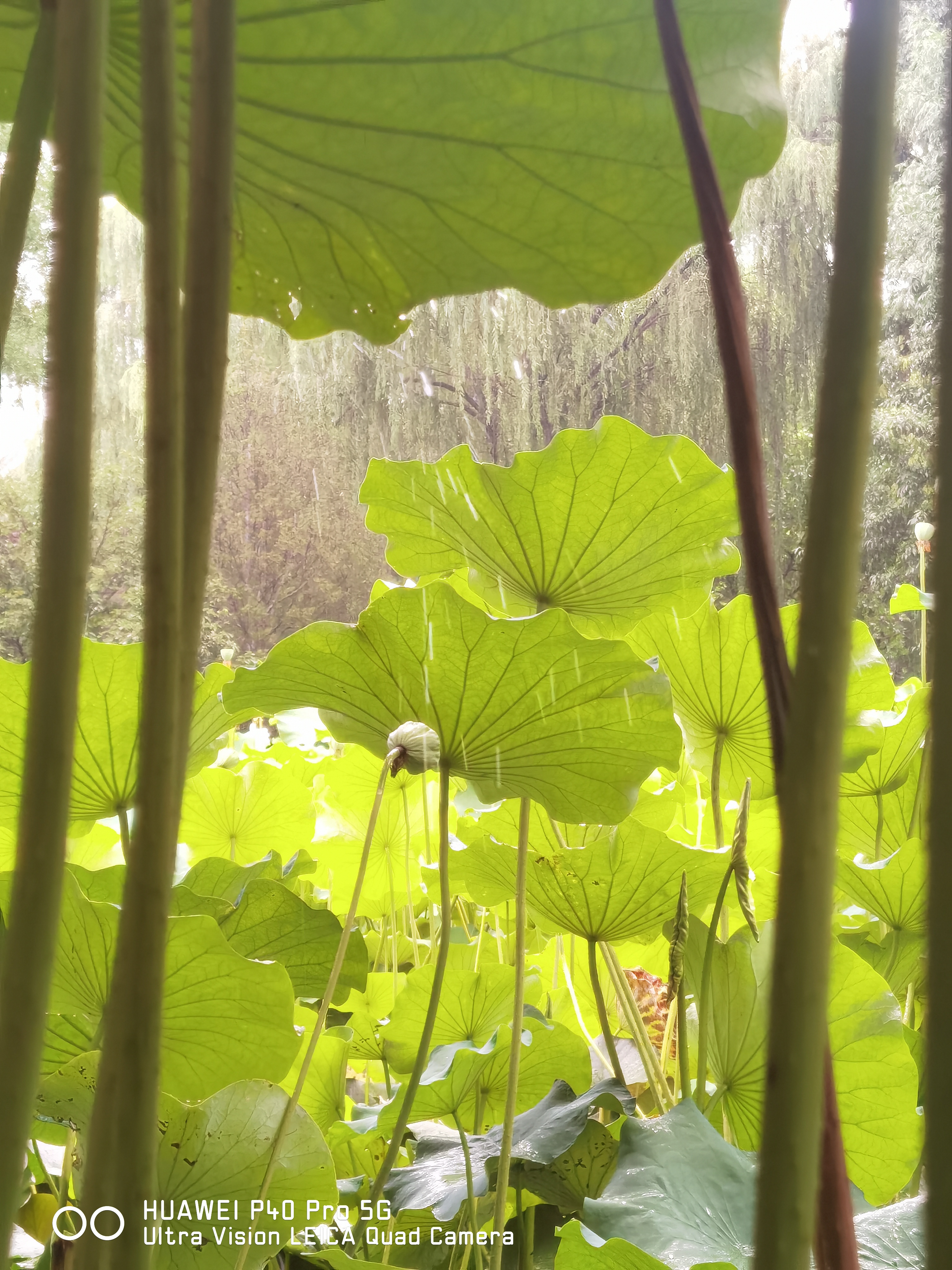 华为p50pro实测,华为p50pro变焦测试